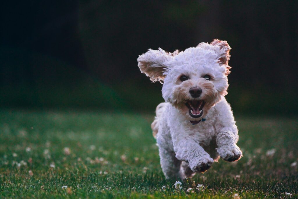 Happy Dogs